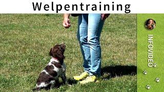 Welpentraining ️ Online Welpentraining & Welpen Trainingsplan ️