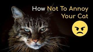 Annoy Your Cat and Feel Its Wrath | Tips for a Calm Kitten