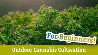 Cannabis Cultivation for Beginners