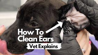 How to clean your dog's ears.  Vet explains.