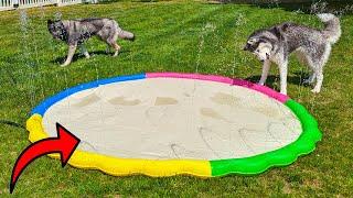 My Dogs LOVE This HUGE Splash Pad!