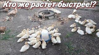 Скорость роста утят!