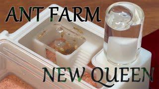 The Best Ant Farm For New Queen You Can Buy!