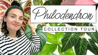 Philodendron Collection Tour  Philodendron House Plant Tour