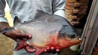 roopchand fish (please  like, share and subscribe