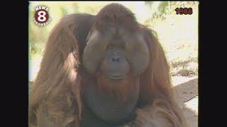 Ken Allen legendary San Diego Zoo escape artist