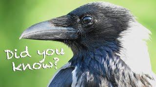 8 Facts About Hooded Crows