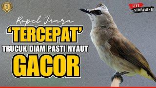 trucukan gacor TARUNG ROPEL PANJANG pancingan trucukan agar bunyi jadikan burung trucuk gacor NYAUT