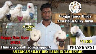 Fancy Hen Farm | American Silky Hen | Tips for Beginners | Maintenance | Prices | PFB