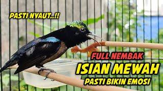 PANCINGAN KONIN GACOR FULL TONJOLAN MEWAH !! 99% COCOK BUAT MASTERAN KOLIBRI NINJA NEMBAK ISIAN