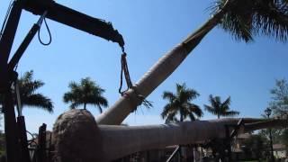 Large Royal palm installation for landscape in ft. myers
