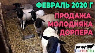 Продажа молодняка Дорпер. Наличие февраль 2020. БеМеМу.