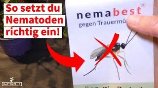 Nematoden gegen Trauermücken einsetzen [Schritt für Schritt Anleitung]