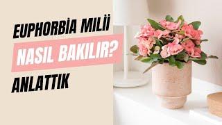 Euphorbia Milli (Dikenler Tacı Çiçeği) Bakımı - Queen® Türkiye