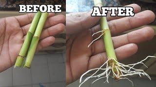 How to grow lucky bamboo faster in water