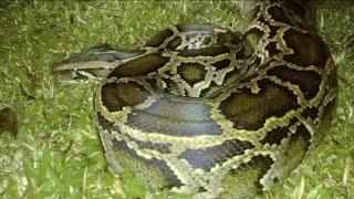 Amateur hunters capture nearly 18-foot python days before annual python challenge