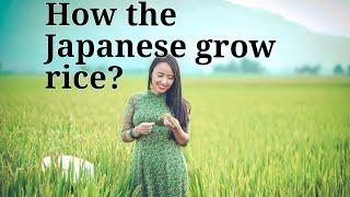 JAPANESE AGRICULTURE/Japan life with udaya/RICE FARMING /PLANTING RICE JAPAN TECHNOLOGY.
