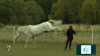 Horse vs man, Compilation