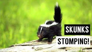 Baby SKUNKS Stomping Compilation