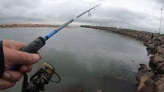 Shad and Grunter Fishing-Blue Lagoon