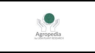 Agropedia LIDA: Factores que pueden provocar la clareta en cítricos