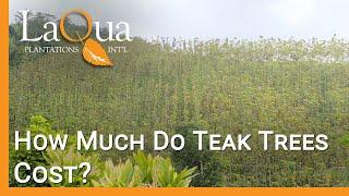 How Much Do Teak Trees Cost at LaQua Plantations?