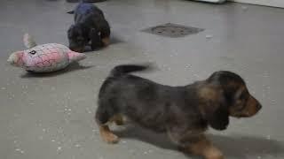 Miniature Dachshund Puppies For Sale