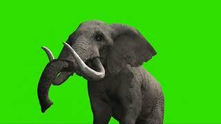 green screen gajah