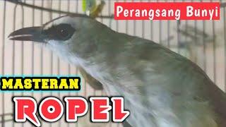 1 jam FULL MASTERAN SPESIAL ROPEL perangsang bunyi burung trucukan