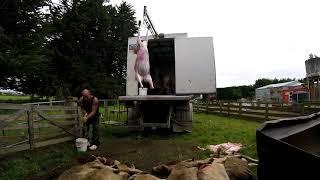 NEW ZEALAND SHEEP HOMEKILL