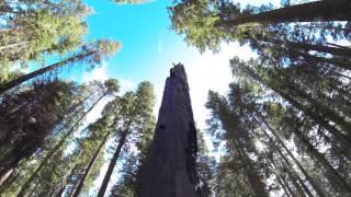 Tunnel Log, Sequoia National Park