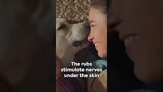 The Scientific Reason Behind Why Dogs Love Belly Rubs