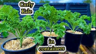 How to Grow Kale from Seed to Multiple Harvests - Container Gardening