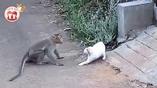 Monkeys Attacking Cats - Funny Monkeys Doing Stupid Things - Funniest Animals Videos 2019