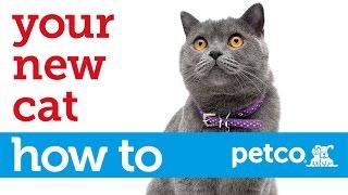 How to Care for Your New Cat (Petco)