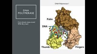 OSSM Biochem Chapter 25 - DNA Polymerase