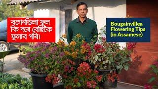 বগেনভিলা ফুল কি দৰে বেছিকৈ ফুলাব পৰি।Bougainvillea Flowering Tips | Parijat Nursery Jorhat