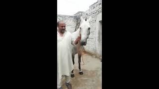 Zafar Gujjar Horse(Allah Rakha)Rawalpindi