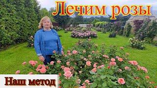 Пятнистость на розах.