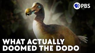 The Real Story Of The Dodo Bird's (Current) Extinction