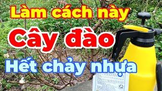 Cách xử lý và phòng ngừa cây đào bị chảy nhựa (mủ) do nhiễm khuẩn.