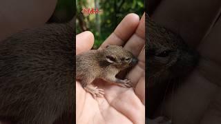 save Baby mouse cute #shorts #viral #freefire #tranding