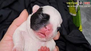 Cutest Baby newborn French Bulldog Momments at VET#1