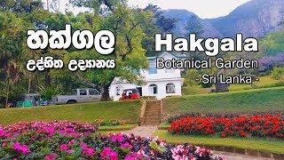 Hakgala Botanical Garden - හක්ගල උද්භිත උද්‍යානය - Sri Lanka