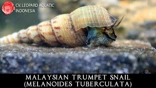 Melanoides tuberculata THE GENEROUS MALAYSIAN TRUMPET SNAIL. (Leopard Aquatic W043A)
