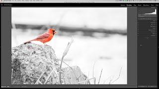 SELECTIVE COLOR in Lightroom