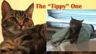 The "Tippy One" -- Dear Tipi #12