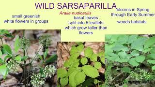 WILD SARSAPARILLA