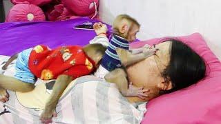 Zuji Disturb Mom And Molly Sleeping To Wake Up Play With Her | Zuji Kiss Mom