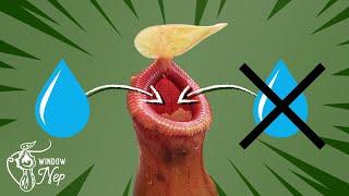  Should you put water in your Nepenthes pitchers  (Learn when it’s good and when it’s not)